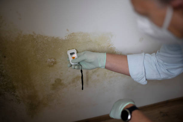 Best DIY Mold Remediation Support Services in Point Lookout, NY