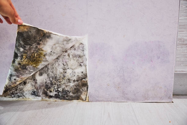 Best Localized Mold Remediation (e.g., coastal areas, humid climates) in Point Lookout, NY